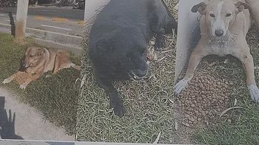 Un grupo de proteccionistas en pie de guerra porque se quieren llevar a los perritos del Centro Cívico