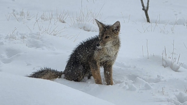 Tras Santa Rosa, las impactantes imágenes del Parque Nacional El Leoncito, nevado.
