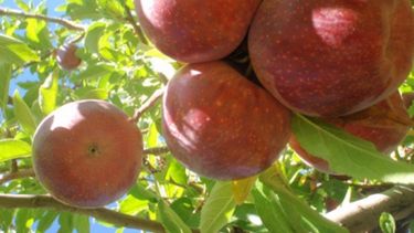 Avanza una ley que beneficia a productores de manzanas y peras