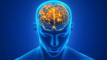 Cómo el cerebro logra una visión completa aunque cada ojo vea distinto