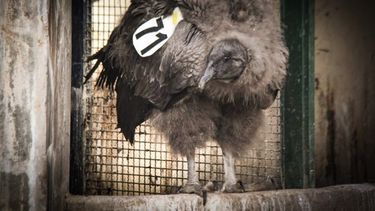Takiyiwe, la condor sanjuanina, ensaya su primer vuelo