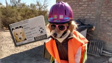 Insólito: Renata, la primera perra sanjuanina con DNI