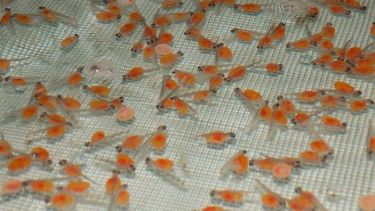 El Parque de la Biodiversidad trabaja en la incubación de 15 mil truchas