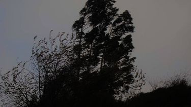 Intensa noche con árboles caídos por el ventarrón en Capital