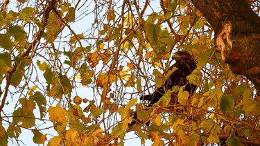 Observadores de aves de San Juan defendieron la presencia de gavilanes: los motivos