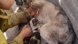 Una bombera le salvó la vida a dos cachorros en Pocito