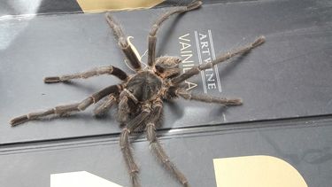 ¡Qué susto!: un sanjuanino encontró una tarántula en su casa