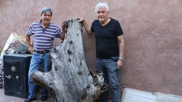 Rescataron restos del aromo negro donde leía Sarmiento: quieren darle un destino a la madera