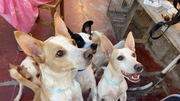 Casa del horror de Santa Lucía: pocas adopciones de los perros y gatos rescatados