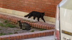 Los gatos que causan debate en una manzana del corazón de la Capital. Los gatos que causan debate en una manzana del corazón de la Capital.