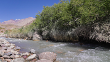 Descubrieron un bosque nativo de Chacay, en plena cordillera, en Calingasta.