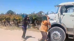 Pasos prohibidos en el parral: cosechadores sanjuaninos son furor por un baile viral