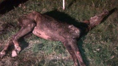 Abandonan una yegua moribunda en Caucete