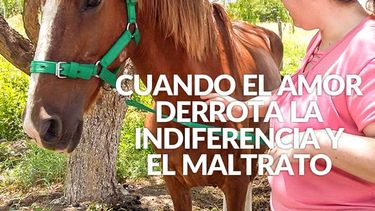 Rescate Equino: Cuando el amor derrota la indiferencia y el maltrato