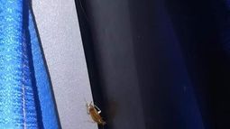 Tremendo video: a los vallistos no les queda otra que viajar con cucarachas