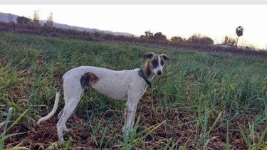 Le robaron a su perra hace 2 años, la sigue buscando y ofrece una importante recompensa