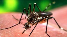 Aumentaron los casos de dengue en San Juan: los números de las últimas 24 horas Aumentaron los casos de dengue en San Juan: los números de las últimas 24 horas