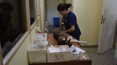 El Programa de Esterilización de Mascotas, en el Barrio Kennedy