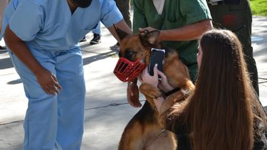 Perros potencialmente peligrosos: bozal, distancia y 40 chips colocados en la primera jornada