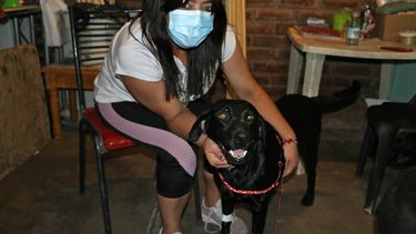 Negra, la perrita sanjuanina que fue abusada y hoy vive gracias a su ángel guardián