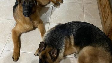 Roberto Basualdo perdió dos perros: encontró uno y pide ayuda en la búsqueda