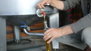 Cómo nace la magia del aceite de oliva sanjuanino