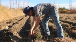 Francisco Pastorelli revisa el brote de una de sus plantas de orégano criollo en su finca de Hilario.