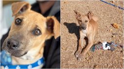 Buscan un hogar para Luca, el perrito rescatado en Pocito