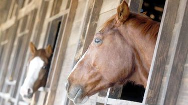 Contra toda recomendación, organizan un evento gaucho este finde