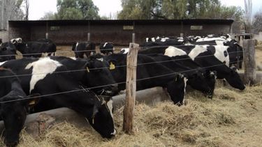 Calingasta: quieren que sea un polo ganadero