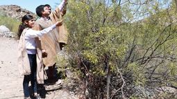 La jarilla te pone más linda: capacitan a huarpes en su uso cosmético