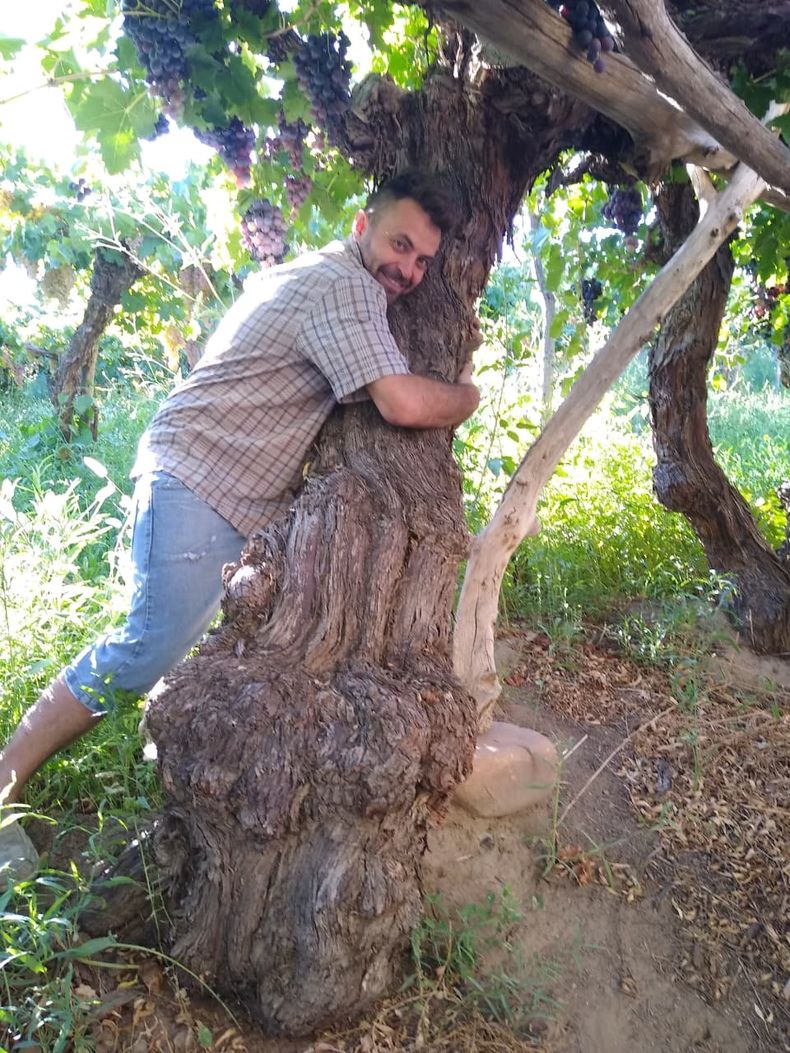 Iglesia sólo tiene 5 hectáreas de vides, la mayoría centenarias. Lamentablemente no son preservadas y muchas de ellas han sido levantadas sin considerar el valor patrimonial.