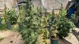 Allanaron una casa en Albardón y encontraron un cultivo de marihuana que superaba lo permitido Allanaron una casa en Albardón y encontraron un cultivo de marihuana que superaba lo permitido