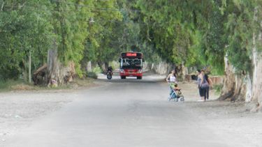 Sacarán 400 árboles añosos para un ensanche estratégico