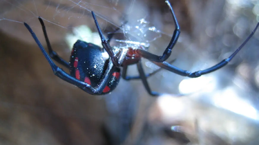Una sanjuanina fue picada por una araña viuda negra en un terreno de Albardón y se salvó gracias al antídoto.