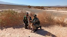 Rescataron una cría de guanaco con signos de desnutrición en la Pampa El Leoncito