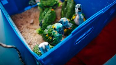 Cambió el destino de los loros rescatados en San Juan: ¿a dónde fueron trasladados?