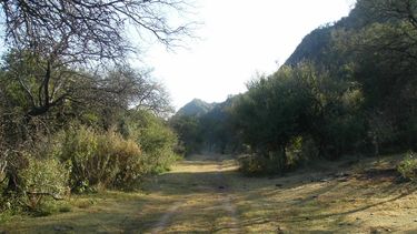 Convocan a presentar proyectos de bosques nativos