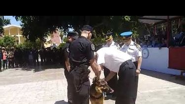 Emotivo video de la distinción a los perros de la Policía Federal