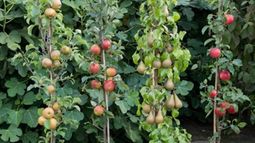 Cómo armar una huerta en tu balcón