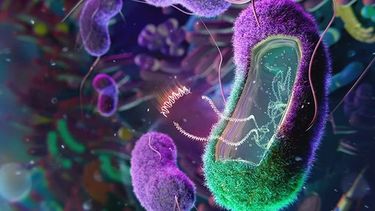 La ciencia sigue sumando investigaciones que revelan los perjuicios de los edulcorantes, que son desaconsejados por la OMS.