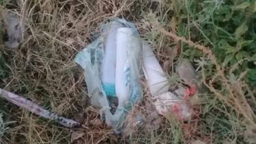 ¿Los pericotes invaden el Valle Grande?