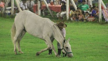 Mirá lo que te ofrece la Fiesta de la Destreza Criolla este domingo