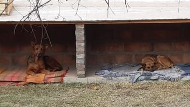El problema de los animales callejeros, una brasa caliente en San Juan.&nbsp;
