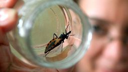 Atención vecinos, desinsectación de vinchucas y dengue en el Lote Hogar 20