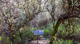 Entre retamos y chañares, el plan para crear el Parque Aventura Cauquenes y la proeza de conservar bosques en San Juan Entre retamos y chañares, el plan para crear el Parque Aventura Cauquenes y la proeza de conservar bosques en San Juan