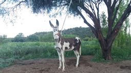 Encontraron al burro que sería el papá luchón de las dos mulitas vallistas