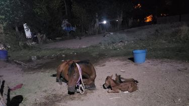 Algo inédito sucedió en Calingasta: una yegua dio a luz a dos caballitos