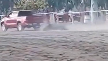 Un caballo murió en plena carrera y denuncian maltrato animal en el turf sanjuanino