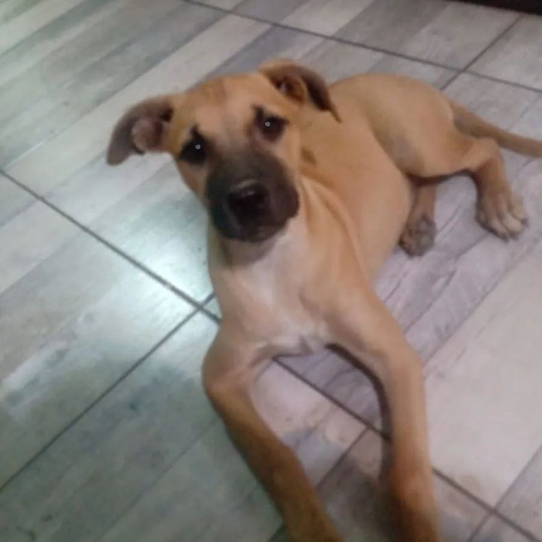 Ayúdame a difundir  Se busca a Sheriff se la llevaron de Calle general acha y cano villa lerga Rawson!! Lamentablemente por un descuido quedo afuera!! Sheriff es una cachorra mestiza y es muy importante pa (2).webp